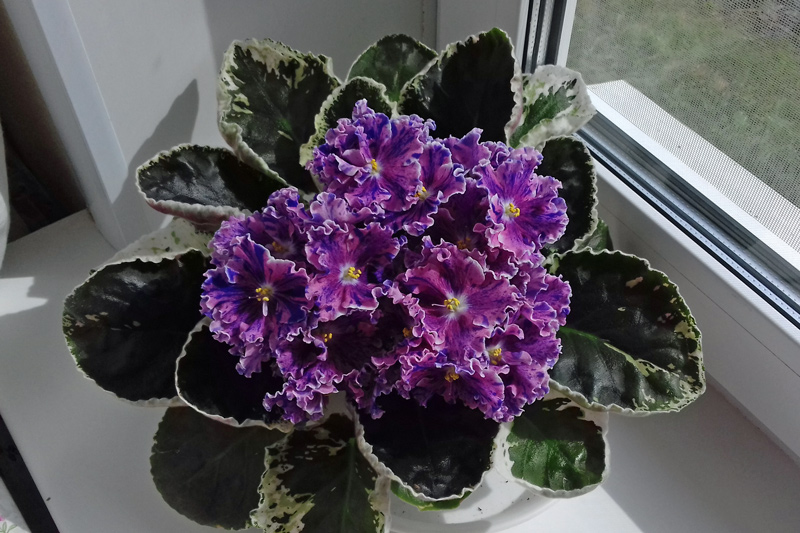 НД-Хлопушка.jpg