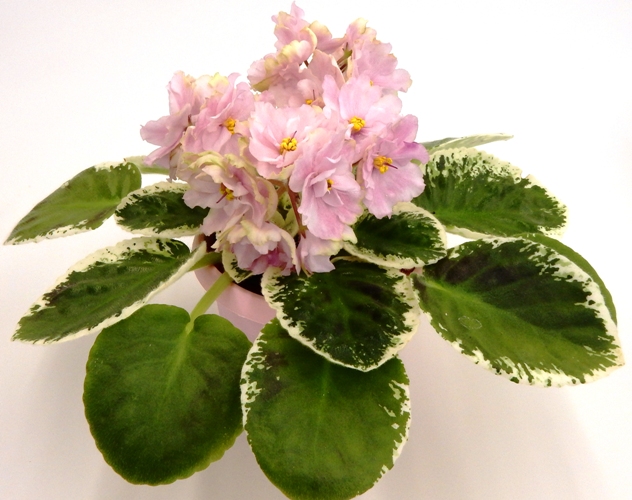НК-Primavera.jpg
