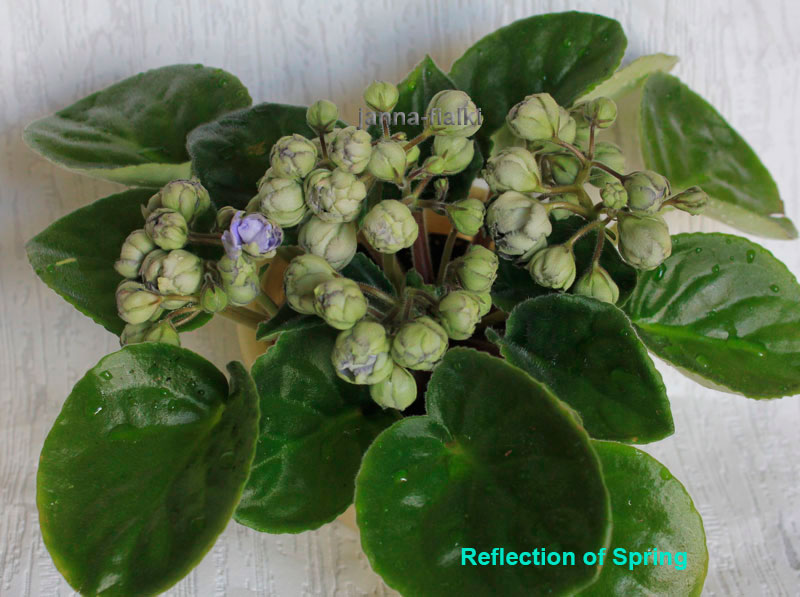 Reflection-of-Spring.jpg