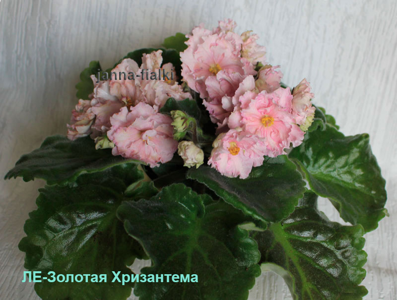 ЛЕ-Золотая-Хризантема.jpg