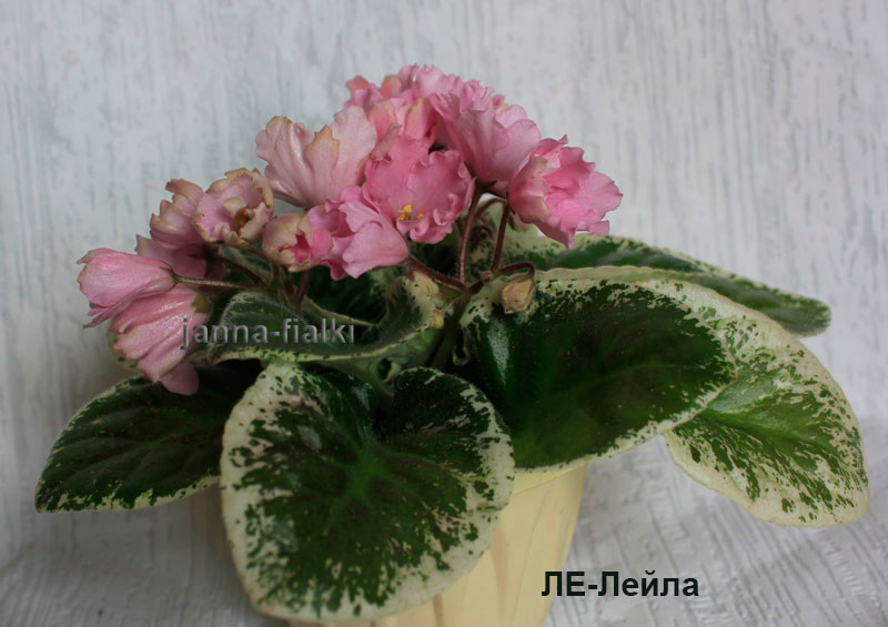 ЛЕ-Лейла.jpg