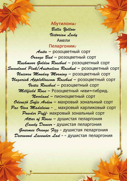 пеларгонии.jpg