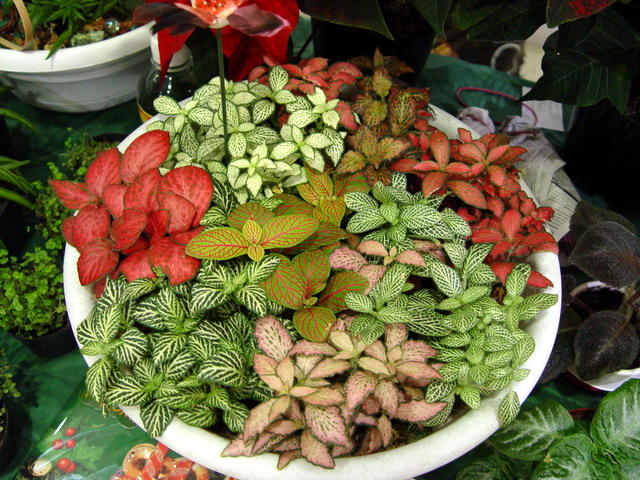 Плошка с фиттониями (Шафеева).jpg