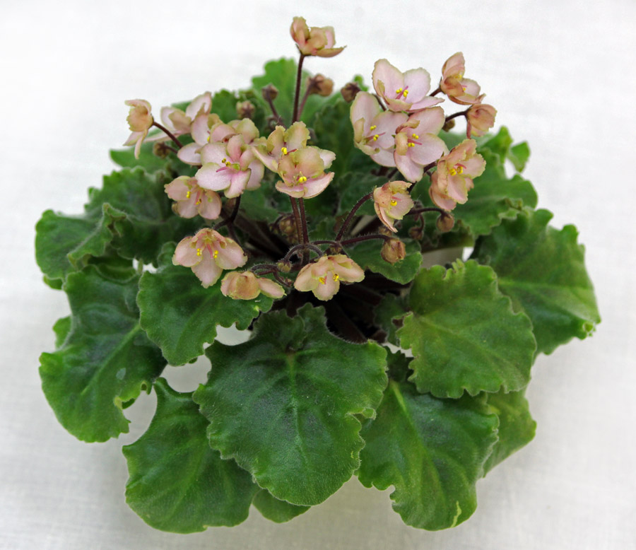 2 место – Emerald Pink (LLG), кол. Е. Варсанова