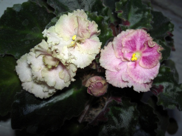 Rob`s Antique Rose