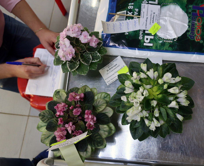 22-судейство-мини.jpg