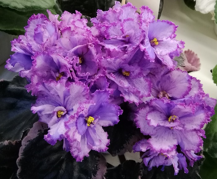 ЛЕ-Лора (Лебецкая) коллекционер Киселева Ирина.jpg