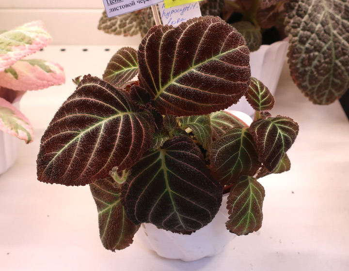 пирсия-hyposyrtiflora-(Моро.jpg