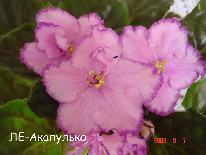 ЛЕ-Акапулько