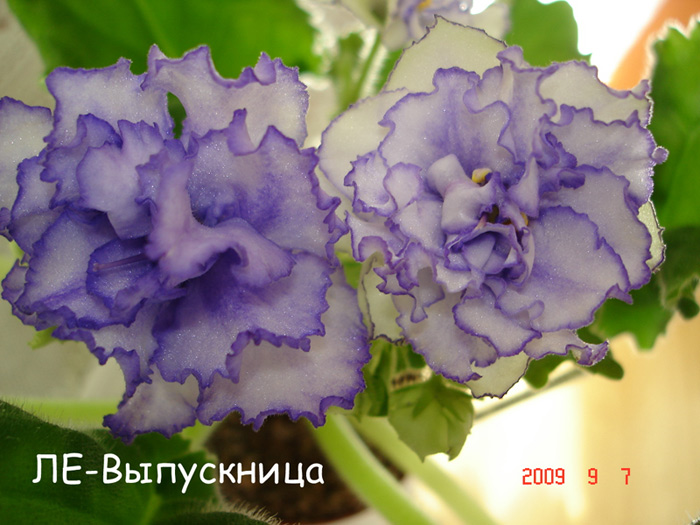 ЛЕ-Выпускница