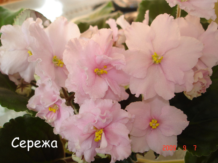 Сережа (Макуни)