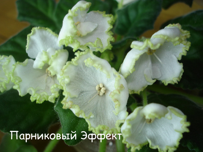 Парниковый Эффект (Морев)