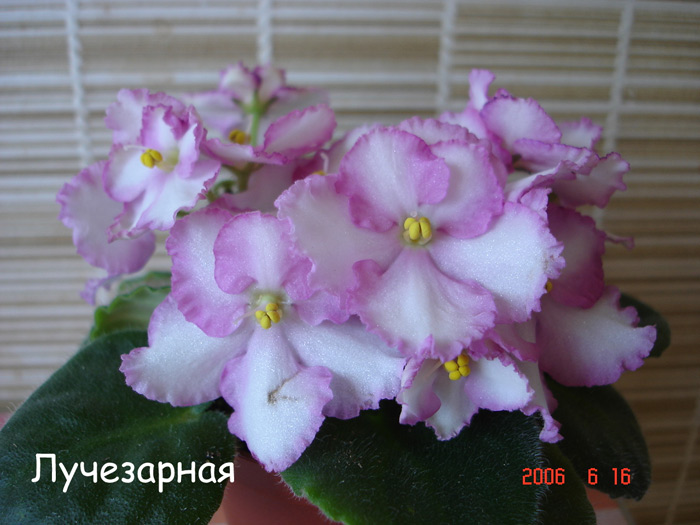 Лучезарная (Архипов)