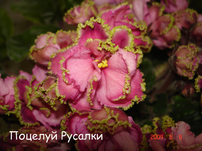 Поцелцй Русалки (Морев)