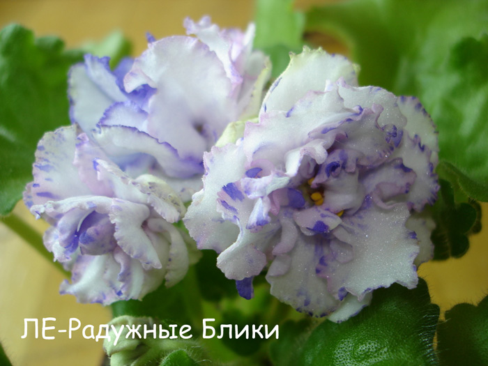 ЛЕ-Радужные-Блики.jpg