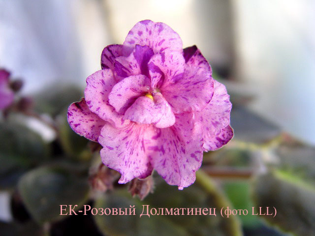 ЕК-Розовый Долматинец.jpg