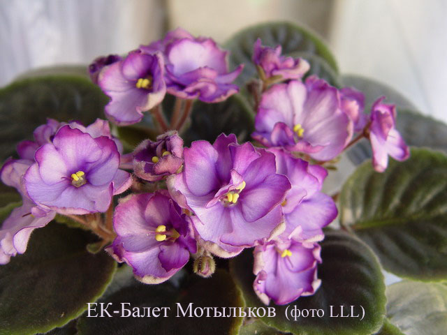 ЕК-Балет Мотыльков.jpg