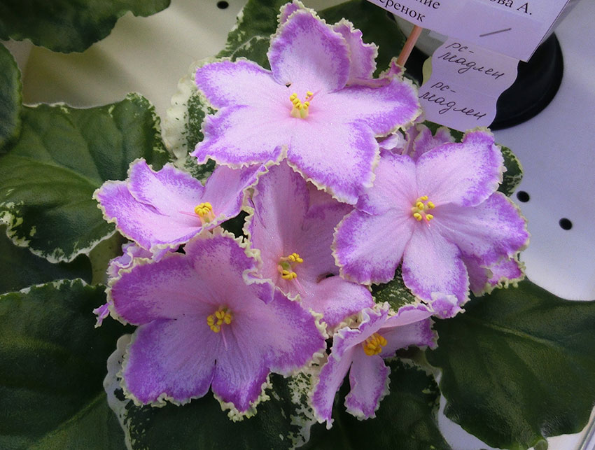 РС-Мадлен-Коч..jpg