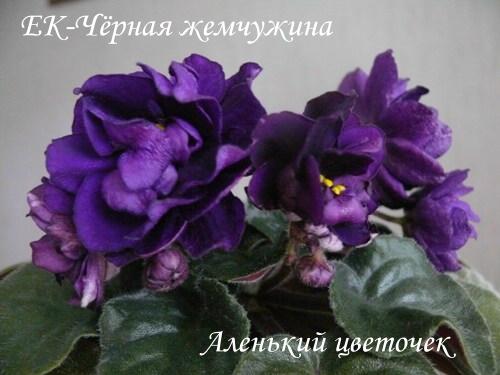 Ек-Чёрная жемчужина.JPG
