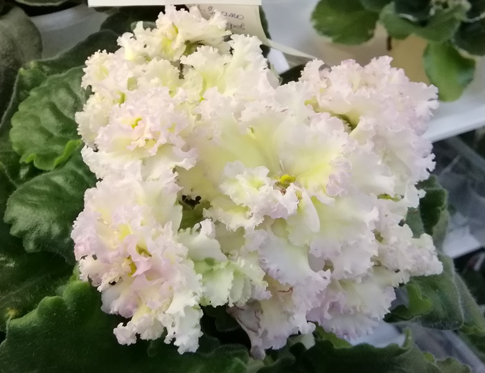 ЛЕ-Злато Скифов (Лебецкая) коллекционер Киселева Ирина