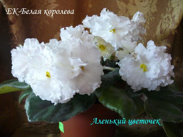 ЕК-Белая королева.JPG