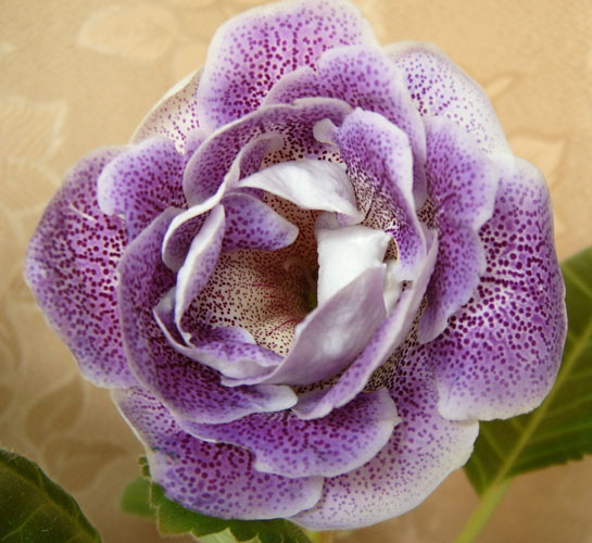 S3700354.jpg