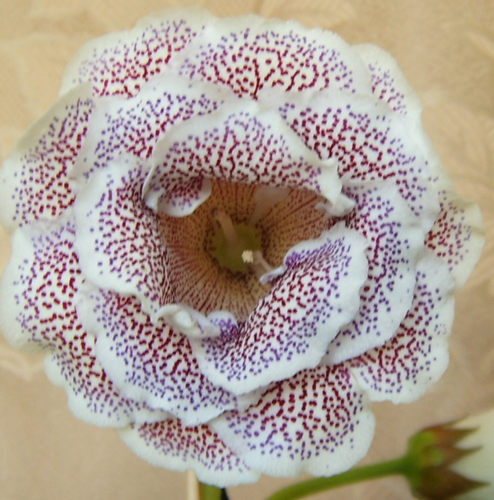 S3700509.jpg