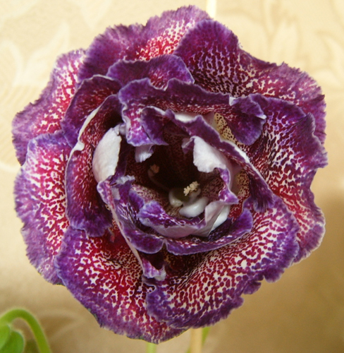 S3700103.jpg