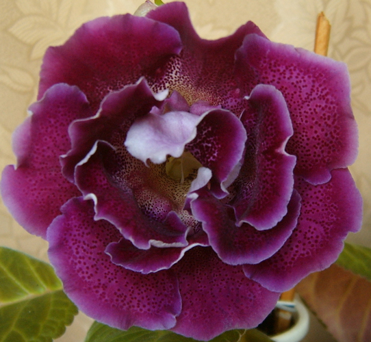 S3700511.jpg
