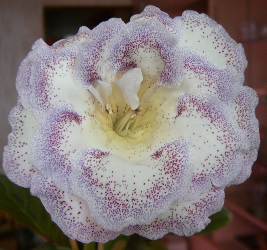 S3700098.jpg