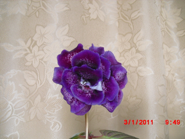 CIMG0032.JPG