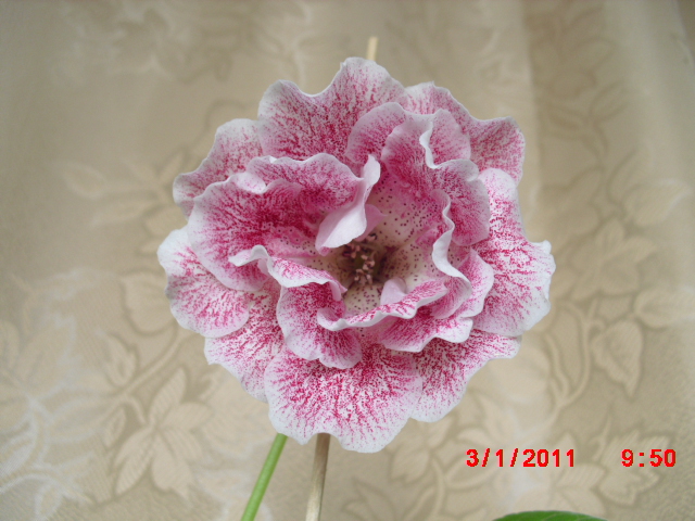 CIMG0035.JPG