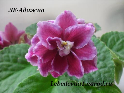 SDC11633  20-20 текст.JPG