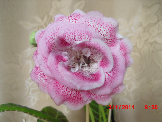 CIMG0038.JPG