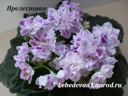 Изображение 300 20-20 текст.JPG