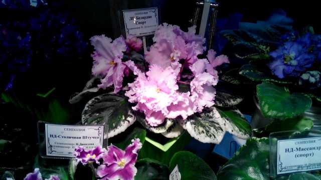 IMG_20180913_153725.jpg