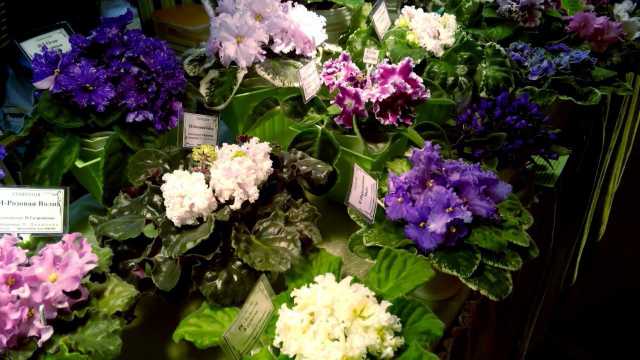 IMG_20180913_154007.jpg