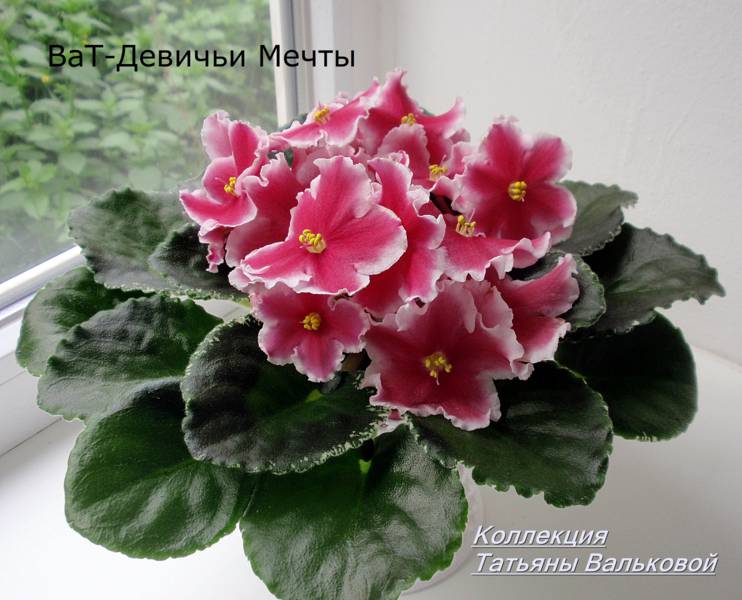P5120841_742x600.jpg