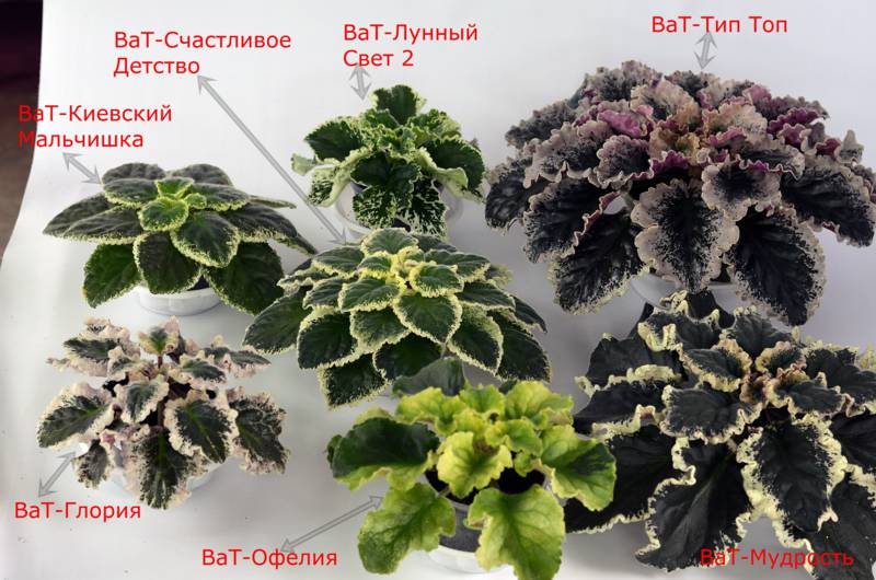 мои пестрики_800x530.jpg