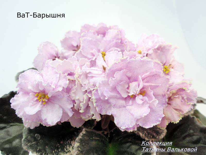 P2070348_800x600.jpg