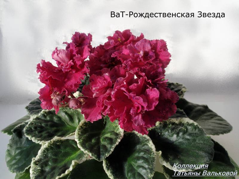 P1100295_800x600.jpg