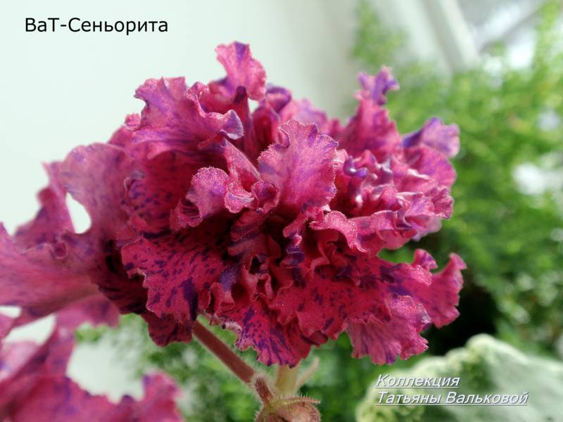P2180411_800x600.jpg