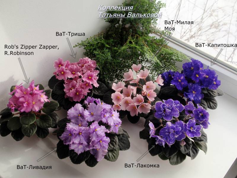 P2180422_800x600.jpg