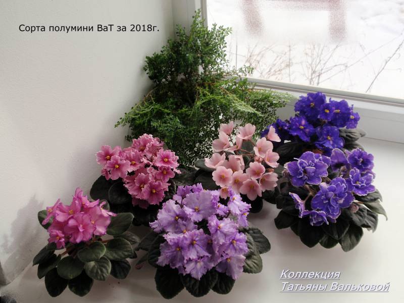 P2180426_800x600.jpg