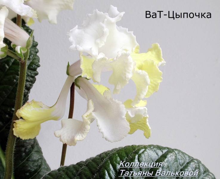 стрепс ВаТ-Цыпа._738x600.jpg
