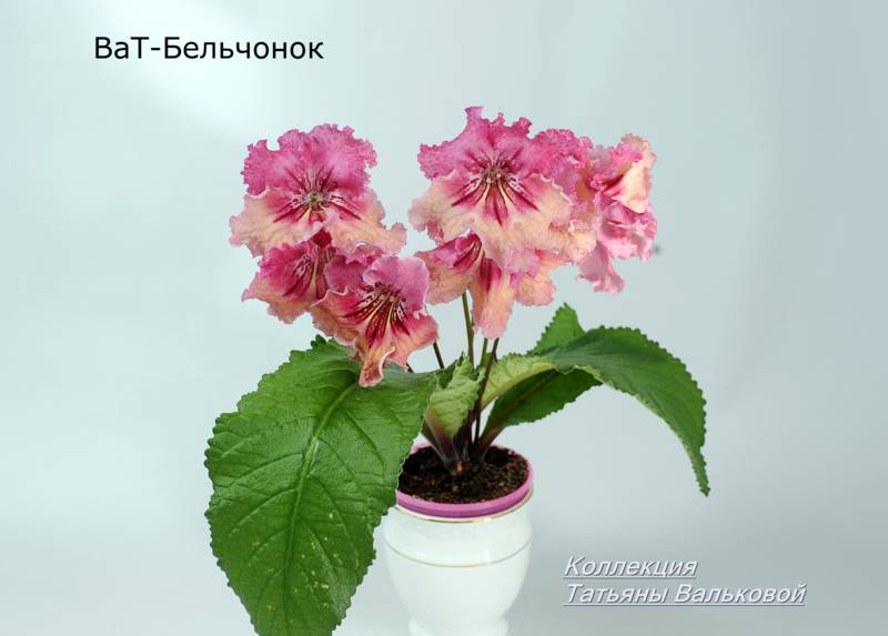 степс ВаТ-Бельчонок_800x573.jpg