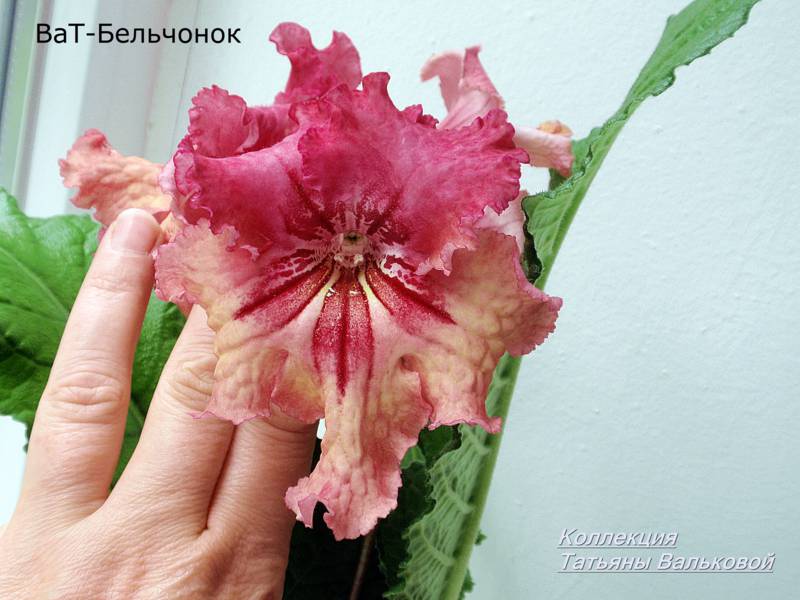степс ВаТ-Бельчонок._800x600.jpg