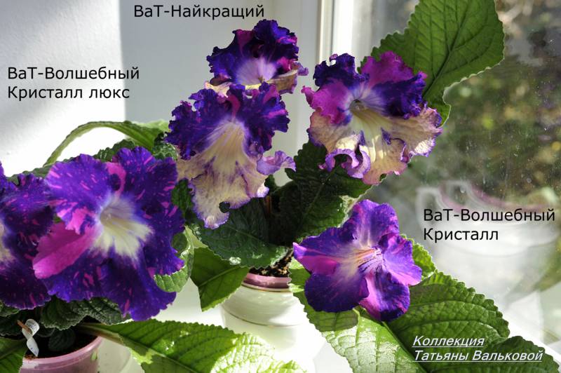 стрепс ВаТ-копания_800x532.jpg