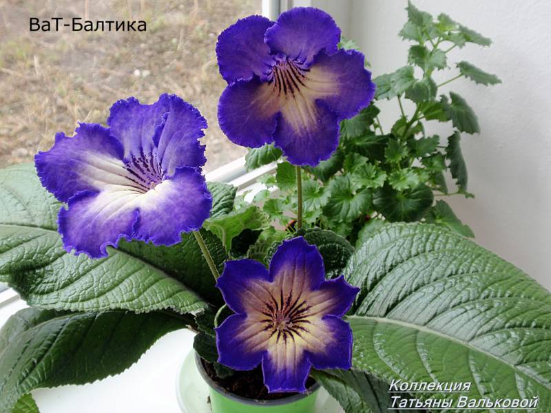стрепс ВаТ-Балтика_800x600.jpg