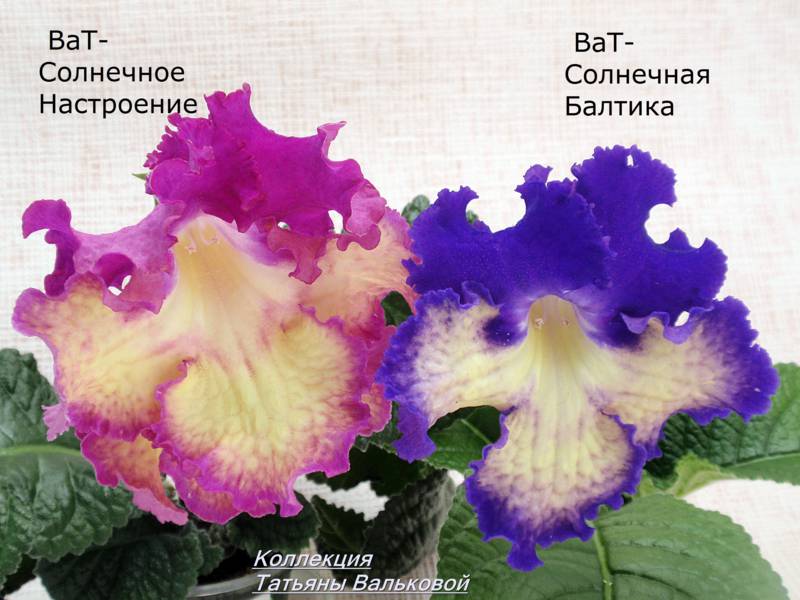 стрепс ВаТ-Солнечная Балтика.._800x600.jpg